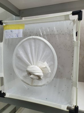 Surveillance de la résistance des moustiques aux insecticide…